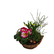 Trauerschale: Kleiner Frühling